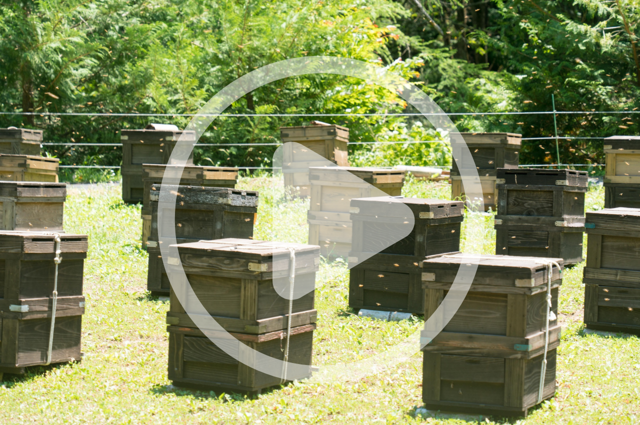 Spring Beehive Inspection